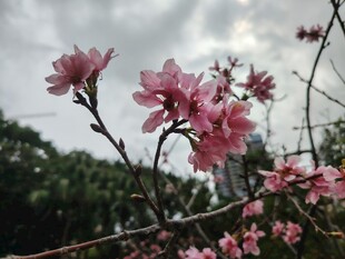 枝头绽放的粉嫩桃花