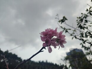 孤枝粉花绽于天际