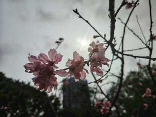 枝头绽放的粉嫩花朵