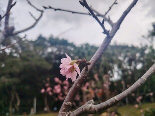 枝头绽放的粉嫩桃花