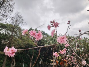 春日绽放的烂漫粉色桃花