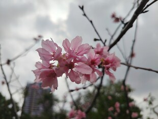 枝头绽放的粉嫩樱花