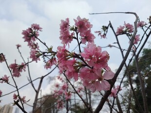 枝头绽放的娇艳粉色桃花
