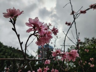 枝头绽放的粉嫩桃花