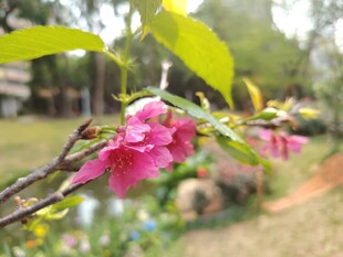 枝头绽放的娇艳粉色花朵