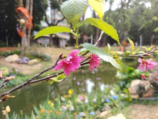 溪边绽放的娇艳粉色花朵