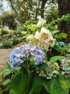多彩绣球花绽放于花园