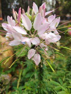 美丽醉蝶花特写