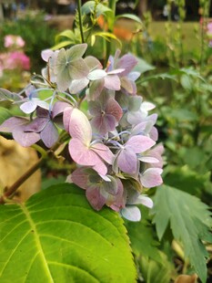 梦幻紫色绣球花特写