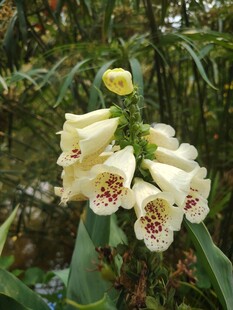 毛地黄花朵绽放于林间
