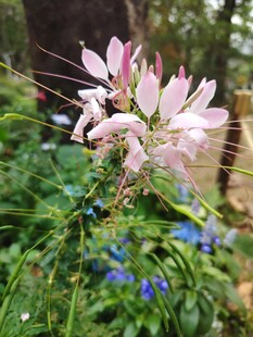林间绽放的粉色美丽花朵