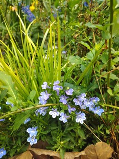 蓝花绿植的自然小景