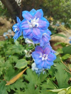 蓝紫色翠雀花绽放美景