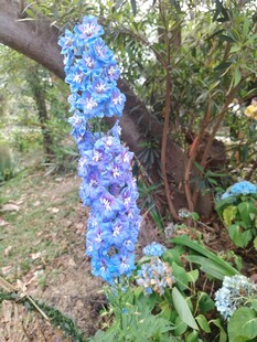 垂挂蓝绣球花