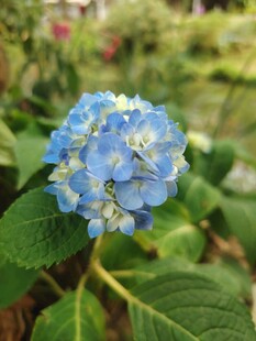 蓝色绣球花特写