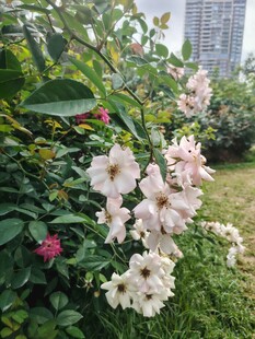 花园中的美丽绽放花朵