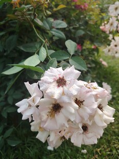 白色蔷薇花簇绽放