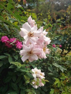 娇艳盛开的花园粉色花朵