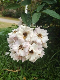 白色花朵绽放于绿草间
