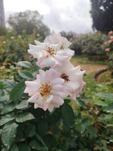 娇艳白蔷薇绽放枝叶间