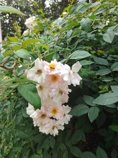 白色繁花绽放绿叶间