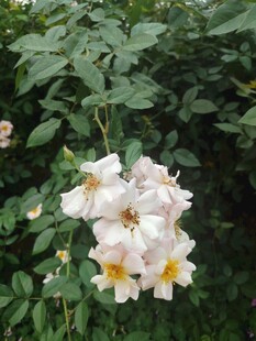 白色蔷薇花绽放