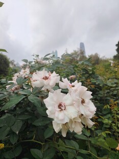 雨中绽放的美丽白蔷薇