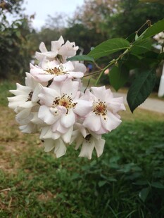 洁白绽放的美丽花朵