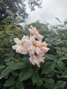 雨中绽放的粉色花卉