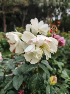 绽放的白色月季花