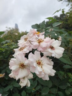 粉色蔷薇绽放
