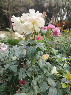 花园中的美丽白玫瑰花