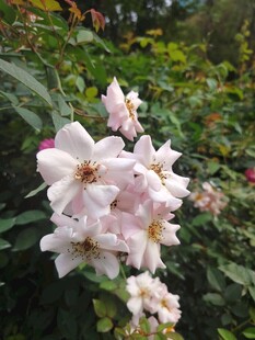 粉色蔷薇花绽放
