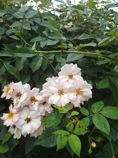 蔷薇绽放于绿叶间
