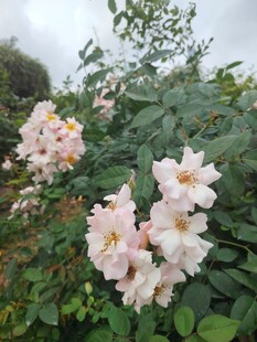粉色蔷薇绽放绿叶间