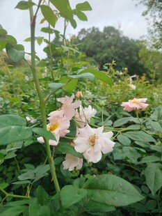 粉色蔷薇绽放于绿叶间