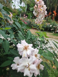 白色繁花绽放于绿叶间