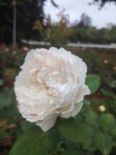 白玫瑰