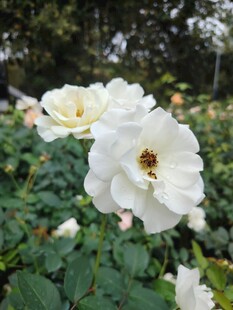 月季花