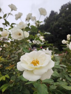月季花