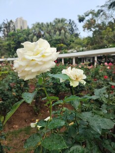 月季花