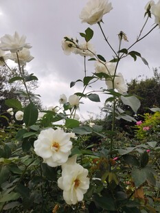 白色蔷薇绽放于绿植间