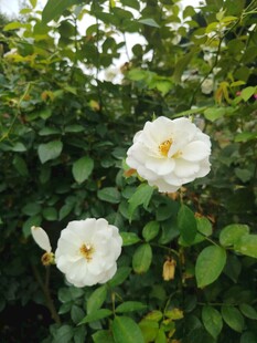 月季花