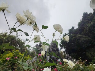 花园中的白色花朵绽放