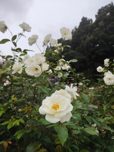 白色月季花绽放于绿叶间