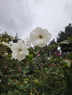 白色蔷薇绽放于绿植间