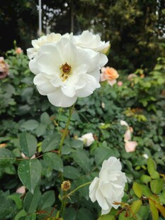 月季花