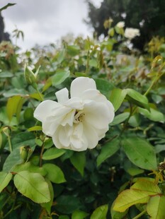 白色蔷薇花绽放于绿叶间