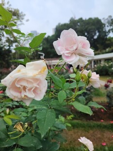 月季花