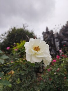 月季花